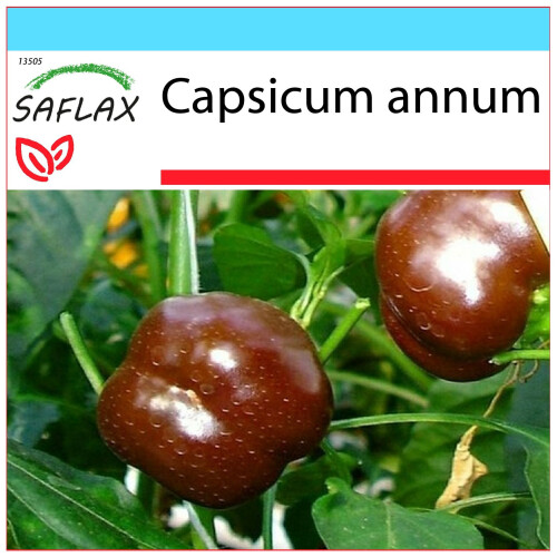 SAFLAX Geschenk Set - Paprika – Chocolate - Capsicum - 10 Samen