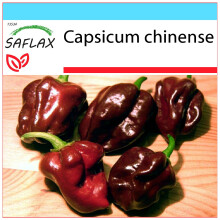 SAFLAX Geschenk Set - Chili – Chocolate - Capsicum - 10 Samen