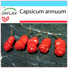 SAFLAX Geschenk Set - Chili - Penis Chili - Capsicum - 10 Samen