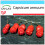 SAFLAX Geschenk Set - Chili - Penis Chili - Capsicum - 10 Samen 1