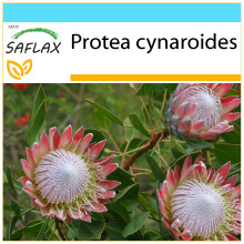 SAFLAX Geschenk Set - Königsprotea - Protea - 5 Samen