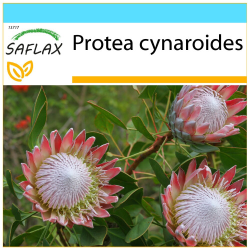 SAFLAX Geschenk Set - Königsprotea - Protea - 5 Samen