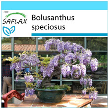 SAFLAX Geschenk Set - Afrikanischer Blauregen - Bolusanthus - 15 Samen