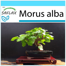 SAFLAX Geschenk Set - Weißer Maulbeerbaum - Morus - 200 Samen