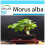 SAFLAX Geschenk Set - Weißer Maulbeerbaum - Morus - 200 Samen 1