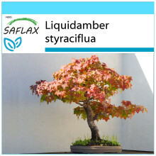 SAFLAX Geschenk Set - Amberbaum - Liquidamber - 100 Samen