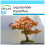 SAFLAX Geschenk Set - Amberbaum - Liquidamber - 100 Samen 1