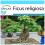 SAFLAX Geschenk Set - Buddha-Feige - Ficus - 100 Samen 1