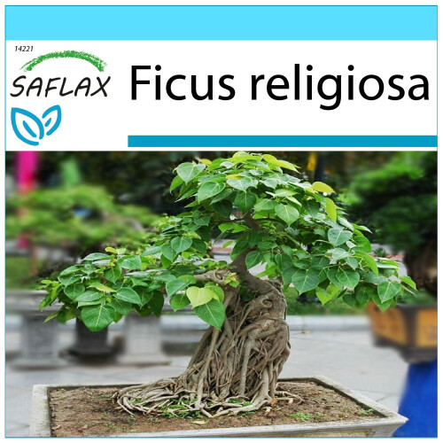 SAFLAX Geschenk Set - Buddha-Feige - Ficus - 100 Samen