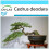 SAFLAX Geschenk Set - Himalaya Zeder - Cedrus - 35 Samen 1