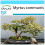 SAFLAX Geschenk Set - Echte Myrte - Myrtus - 30 Samen 1