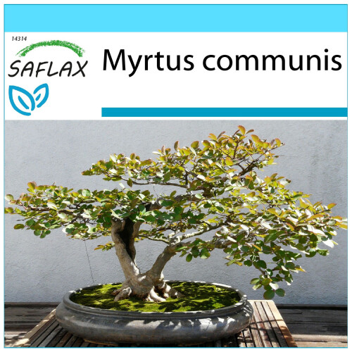 SAFLAX Geschenk Set - Echte Myrte - Myrtus - 30 Samen