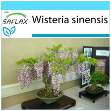 SAFLAX Geschenk Set - Blauregen - Wisteria - 4 Samen