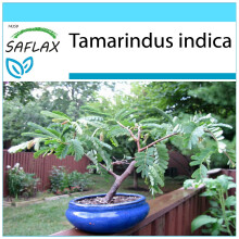 SAFLAX Geschenk Set - Tamarinde - Tamarindus - 4 Samen