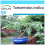 SAFLAX Geschenk Set - Tamarinde - Tamarindus - 4 Samen 1