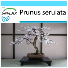 SAFLAX Geschenk Set - Blütenkirsche - Prunus - 30 Samen