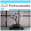 SAFLAX Geschenk Set - Blütenkirsche - Prunus - 30 Samen 1