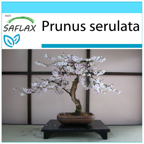 SAFLAX Geschenk Set - Blütenkirsche - Prunus - 30 Samen