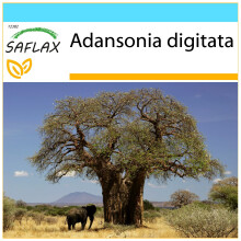 SAFLAX Geschenk Set - Affenbrotbaum - Adansonia - 6 Samen