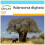 SAFLAX Geschenk Set - Affenbrotbaum - Adansonia - 6 Samen 1