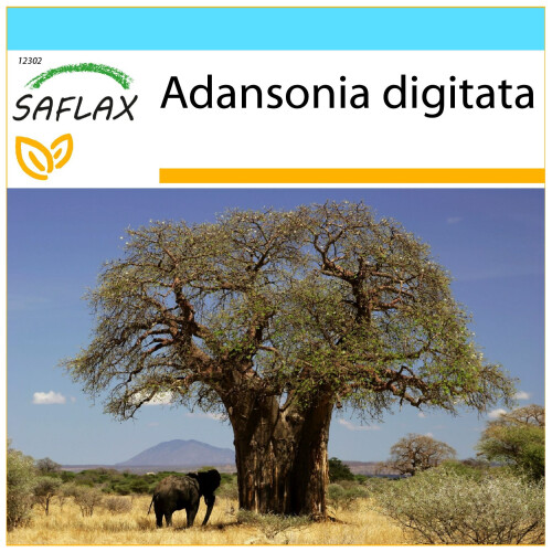 SAFLAX Geschenk Set - Affenbrotbaum - Adansonia - 6 Samen