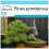 SAFLAX Geschenk Set - Goldkiefer - Pinus - 20 Samen 1