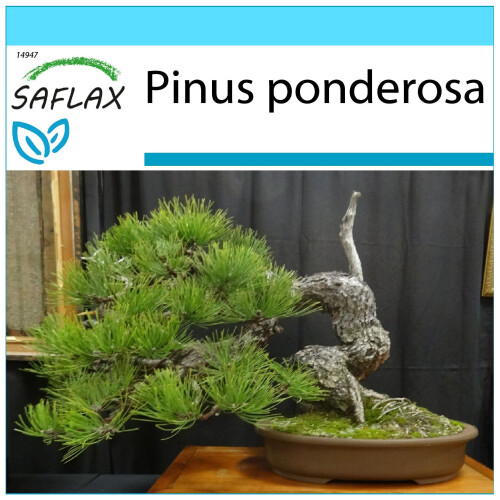 SAFLAX Geschenk Set - Goldkiefer - Pinus - 20 Samen