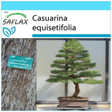 SAFLAX Geschenk Set - Strandkiefer - Casuarina - 200 Samen