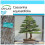 SAFLAX Geschenk Set - Strandkiefer - Casuarina - 200 Samen 1