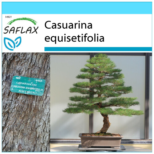 SAFLAX Geschenk Set - Strandkiefer - Casuarina - 200 Samen
