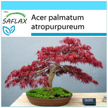 SAFLAX Geschenk Set - Fächerahorn - Acer - 20 Samen