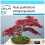 SAFLAX Geschenk Set - Fächerahorn - Acer - 20 Samen 1
