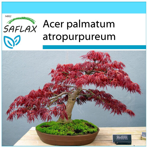 SAFLAX Geschenk Set - Fächerahorn - Acer - 20 Samen