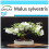 SAFLAX Geschenk Set - Wildapfel - Malus - 30 Samen 1