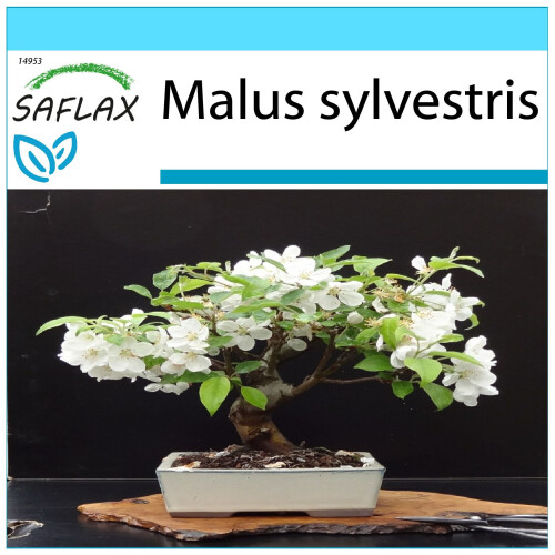 SAFLAX Geschenk Set - Wildapfel - Malus - 30 Samen