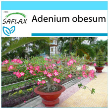 SAFLAX Set de regalo - Rosa del desierto - 8 semillas - Adenium