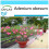 SAFLAX Geschenk Set - Wüstenrose - Adenium - 8 Samen 1