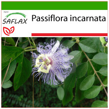SAFLAX - Passionsblume - Passiflora - 5 Samen - Mit Substrat