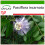 SAFLAX  - Passionsblume - Passiflora - 5 Samen - Mit Substrat 1