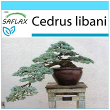 SAFLAX Geschenk Set - Libanon Zeder - Cedrus - 20 Samen