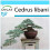 SAFLAX Geschenk Set - Libanon Zeder - Cedrus - 20 Samen 1
