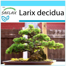 SAFLAX Geschenk Set - Lärche - Larix - 75 Samen