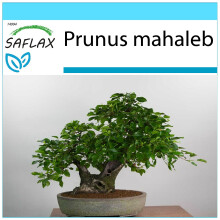 SAFLAX Geschenk Set - Felsenkirsche - Prunus - 30 Samen