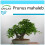 SAFLAX Geschenk Set - Felsenkirsche - Prunus - 30 Samen 1