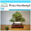 SAFLAX Geschenk Set - Schwarzkiefer - Pinus - 30 Samen 1