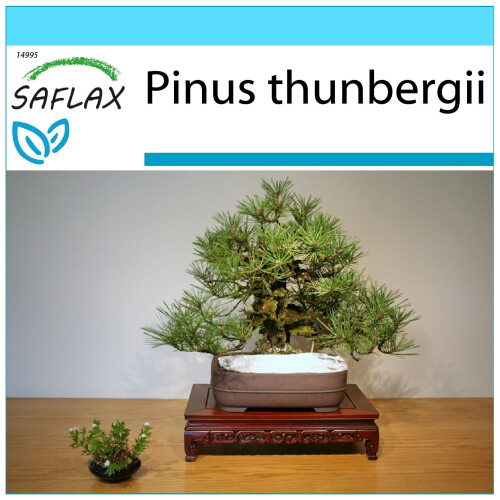 SAFLAX Geschenk Set - Schwarzkiefer - Pinus - 30 Samen