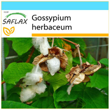 SAFLAX Geschenk Set - Topfbaumwolle - Gossypium - 12 Samen