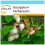 SAFLAX Geschenk Set - Topfbaumwolle - Gossypium - 12 Samen 1