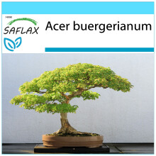 SAFLAX Geschenk Set - Dreispitzahorn - Acer - 30 Samen