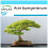 SAFLAX Geschenk Set - Dreispitzahorn - Acer - 30 Samen 1